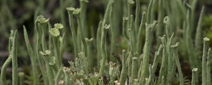 Cladonia gracilis, Girafje