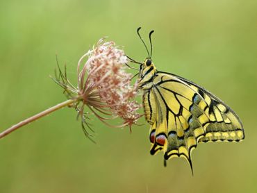De koninginnenpage profiteert van de opwarming van het klimaat