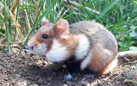 SgH Vienna, CC BY-SA 4.0 Cricetus cricetus. Europese hamster. Korenwolf