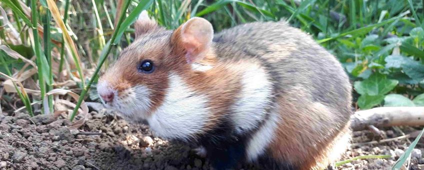 Cricetus cricetus. Europese hamster. Korenwolf