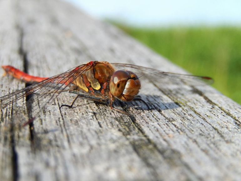 Tot de eerste echte nachtvorst kun je de bruinrode heidelibel nog tegenkomen
