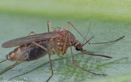 Culex pipiens gewone huissteekmug vrouwtje