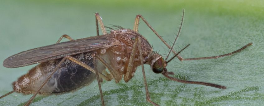 Culex pipiens gewone huissteekmug vrouwtje