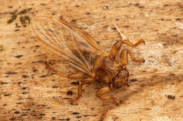 De hertenluisvlieg werpt haar vleugels af