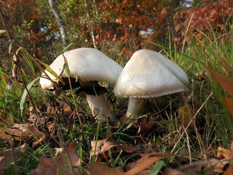 Dit zijn twee gewone weidechampignons