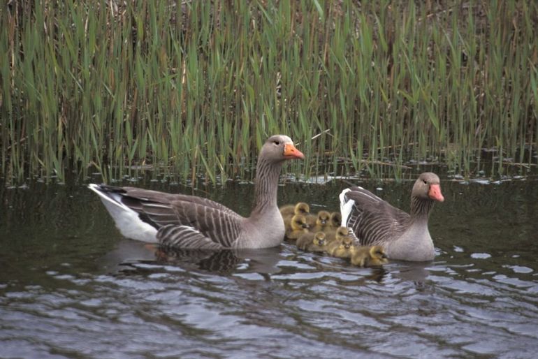 Grauwe gans met kuikens