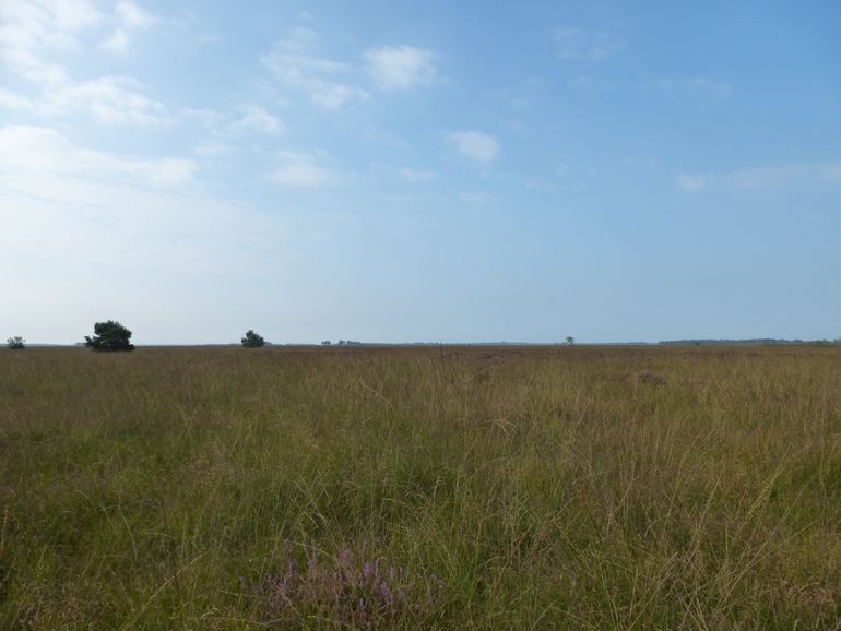 Van een afstand bezien is het Fochteloërveen nog steeds een onafzienbare pijpenstrootjevlakte. Door de vernatting is pijpenstrootje evenwel sterk afgenomen en zijn veenmossen en andere hoogveensoorten sterk toegenomen