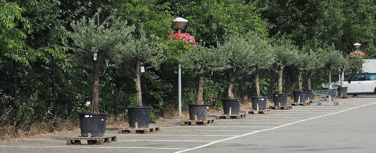 Grond in de potten van planten uit het mediterrane gebied kunnen mediterrane draaigatjes naar Nederland brengen