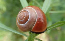 Zwartgerande tuinslak, gewone tuinslak