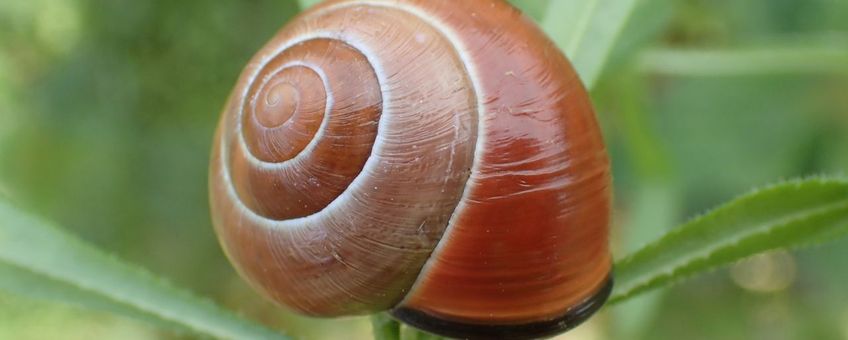 Zwartgerande tuinslak, gewone tuinslak