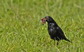 Turdus merula. Merel