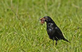 Turdus merula. Merel