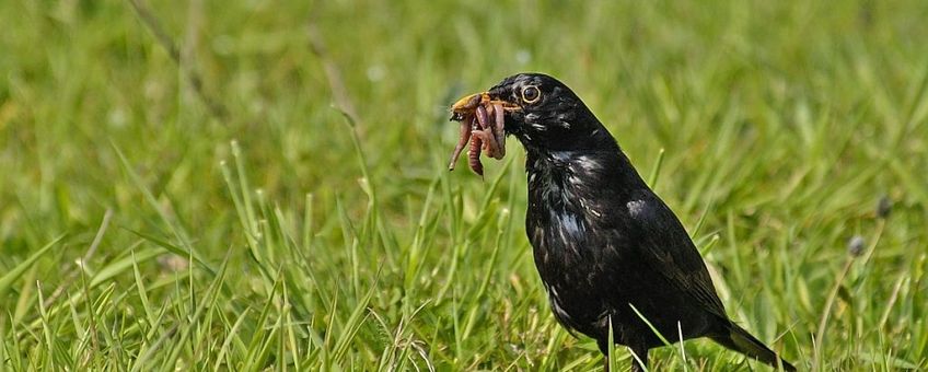 Turdus merula. Merel