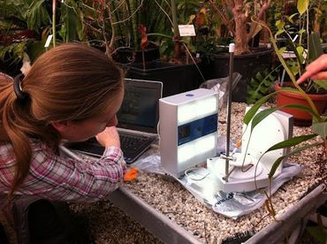 Researcher Mirna Baak scans a young pitcher of a Nepenthes plant in the Hortus Botanicus in Leiden, Netherlands