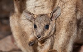 Black-footed rock-wallaby (Petrogale lateralis) baby in buidel, Heavitree Gap, Alice Springs, Northern Territory, Australia