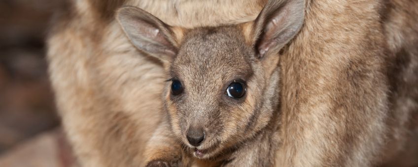 Black-footed rock-wallaby (Petrogale lateralis) baby in buidel, Heavitree Gap, Alice Springs, Northern Territory, Australia