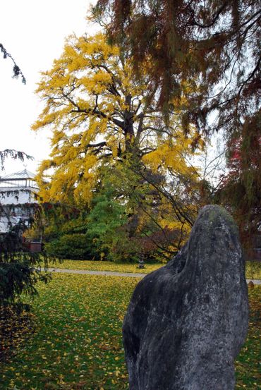 Ginkgo in de Leidse Hortus