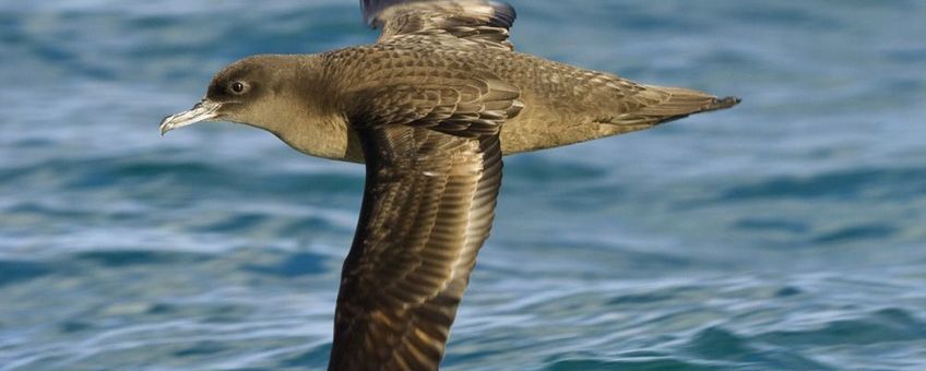 Grauwe pijlstormvogel, eenmalig gebruik, betaald door Vogelbescherming