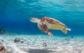 Antonio Busiello WWF US Zeeschildpad