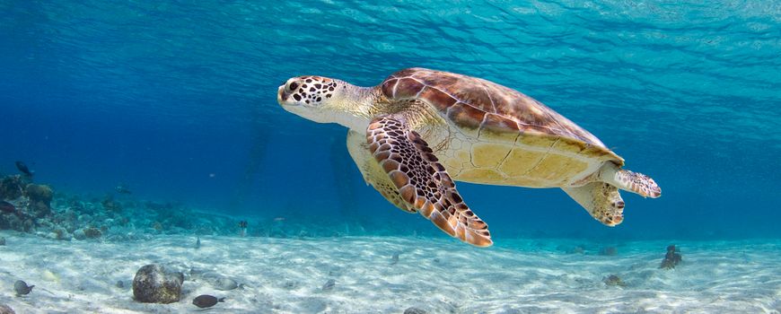 Pickering draai Coöperatie Nature Today | Help de schildpad: tien dingen die jij kunt doen
