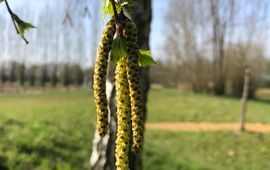Berk in bloei en bladontplooiing, Wageningen Lumen Tuin 31 maart 2021