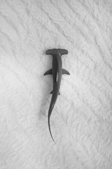 Hammerhead shark