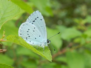 Ook komen er al af en toe popoverwinteraars tevoorschijn, zoals het boomblauwtje