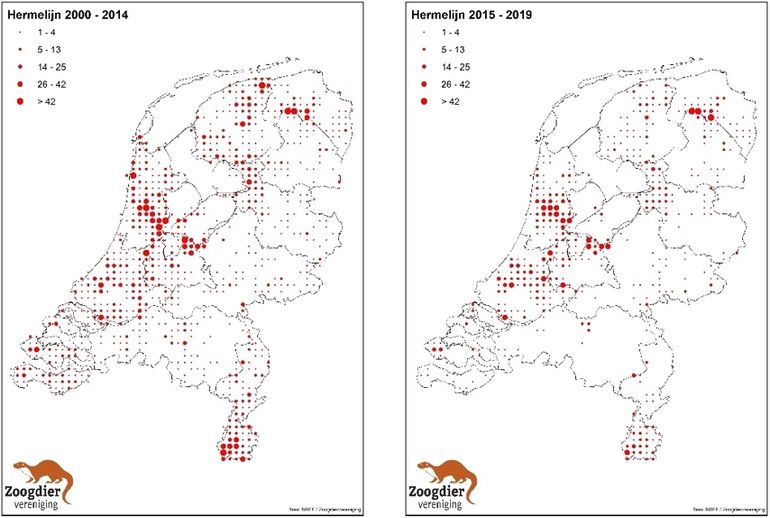 Figuur 1. Verspreiding van de hermelijn in Nederland in de periode 2000-2014 (links) en de periode 2015-2019 (rechts). De grootte van het rondje geeft het aantal waarnemingen, een hele grove indicatie van de dichtheid, in een atlasblok weer.