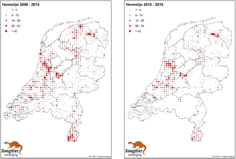 Figuur 1. Verspreiding van de hermelijn in Nederland in de periode 2000-2014 (links) en de periode 2015-2019 (rechts). De grootte van het rondje geeft het aantal waarnemingen, een hele grove indicatie van de dichtheid, in een atlasblok weer.