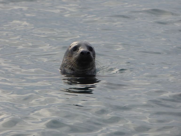 Grijze zeehond