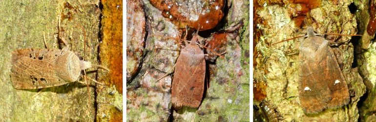 De drie nachtvlinder met de hoogste trefkans half januari. Van links naar rechts: zwartvlekwinteruil, bosbesuil en wachtervlinder