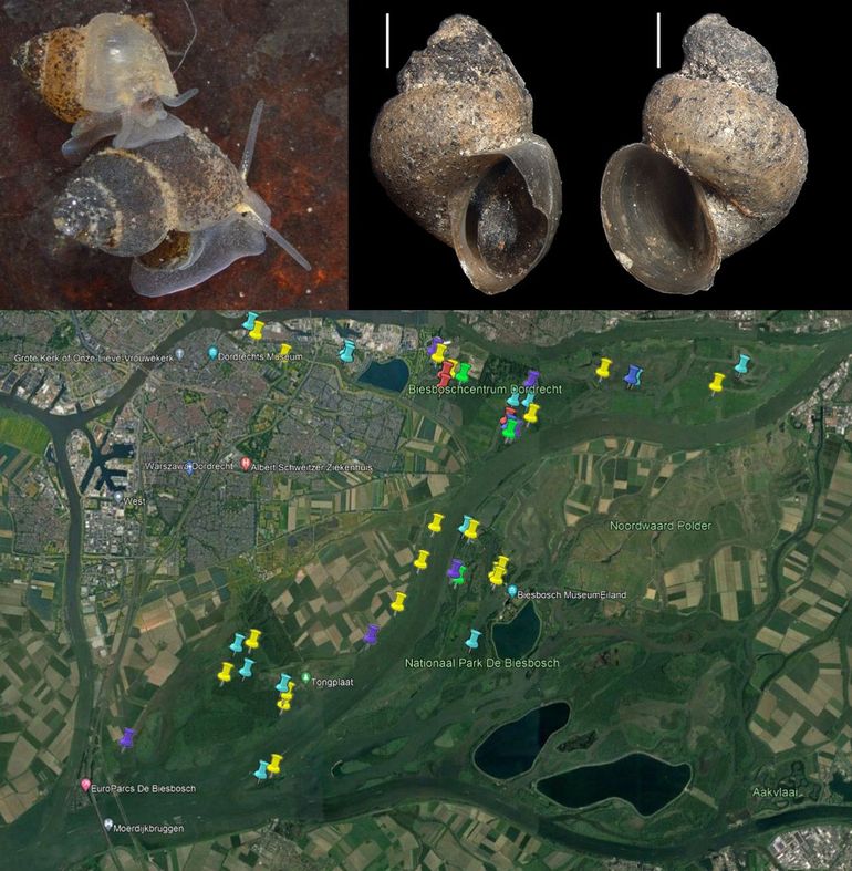 Getijdeslakje en verspreiding. Boven: links: levende dieren (Bron: A.W. Gmelig Meyling); midden: normaal huisje, Visserijgriend te Hoogvliet; rechts: uitzonderlijk linksgewonden exemplaar. De witte streepjes komen overeen met 1 millimeter (Bron: H. Bakker). Onder: voorkomen in deel van De Biesbosch. De kleuren geven onder andere dichtheden aan (lichtblauw 0-5, violet 5-10, donkerblauw 10-20, groen 20-50, rood meer dan 50 exemplaren in monster), geel = lege huisjes, soort niet of niet (meer) levend gevonden