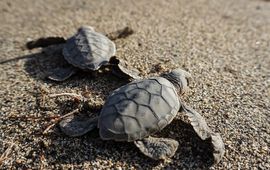 Jonge zeeschildpadjes