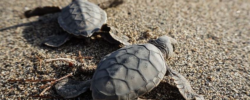 Jonge zeeschildpadjes