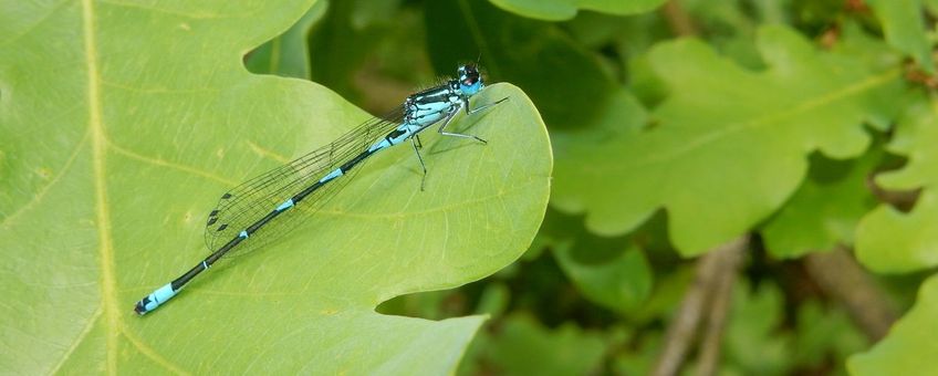 variabele waterjuffer - primair