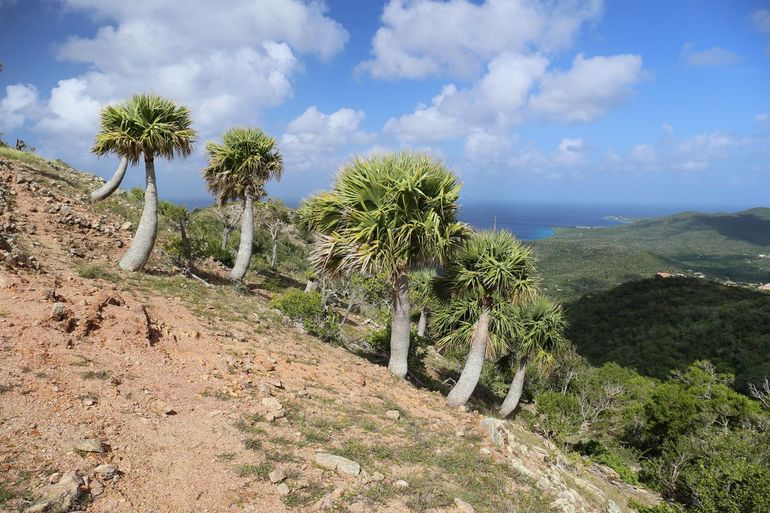 Volwassen exemplaren van Curaçaose Kabana-palm op Seru Bientu