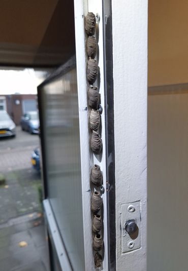 Broedcellen van de Aziatische langsteelgraafwesp liggen los van elkaar