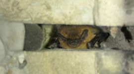 Gewone dwergvleermuis in dilatatievoeg