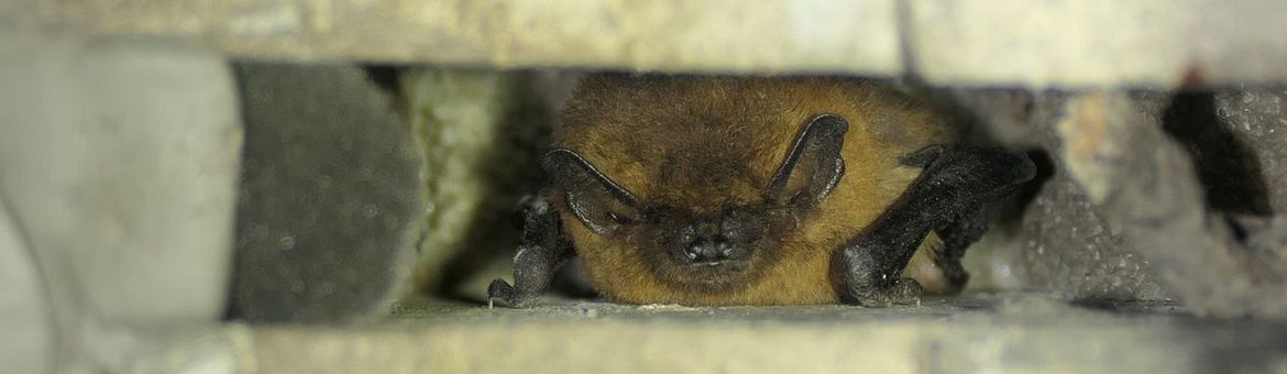 Gewone dwergvleermuis in dilatatievoeg