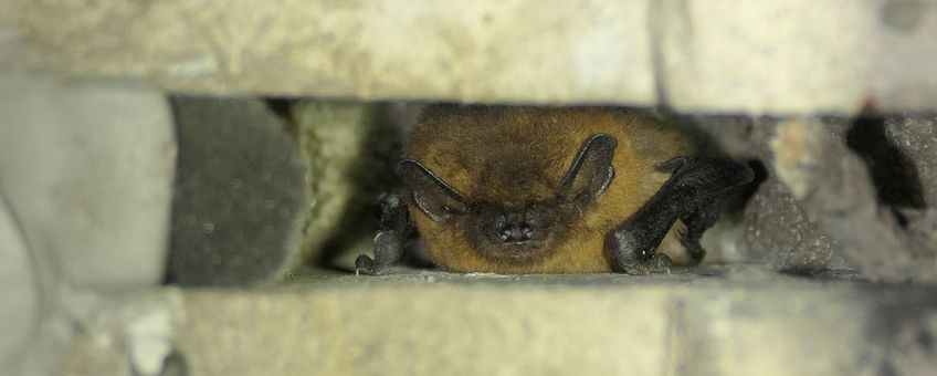 Gewone dwergvleermuis in dilatatievoeg