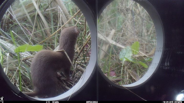 Wezel in Mirrorbox