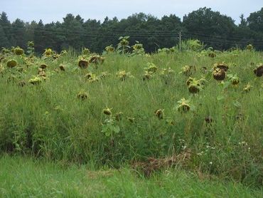 Akker met Alsemambrosia en zonnebloemen nabij Golschow, Duitsland