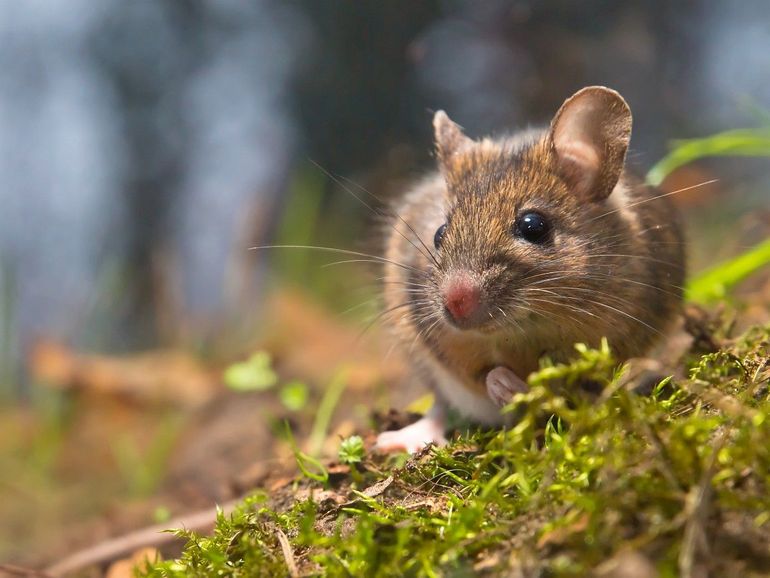 De gewone bosmuis is een algemene muis in Nederland