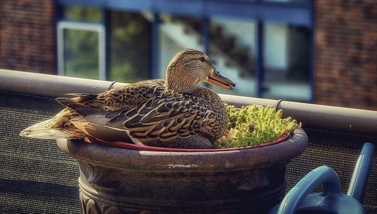 Sedumsoorten zijn een aanrader op balkons. In dit geval creëren ze een lekker plekje voor een broedende eend