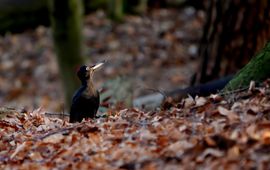 Flickr, Frank Vassen Zwarte specht, vrouw,