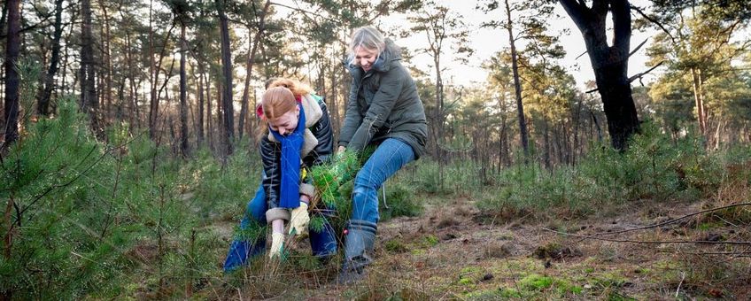 Gedeputeerde Mirjam Sterk helpt samen met een vrijwilliger mee aan de boomoogst