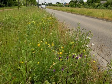 Bermen kunnen belangrijk leefgebied zijn voor soorten van bloemrijk grasland