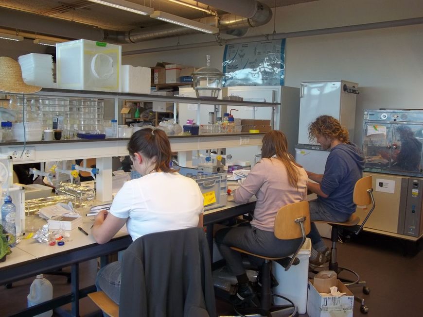 Muggenradar onderzoek, verwerken van ingestuurde muggen in het ecologische laboratorium van het Laboratorium voor Entomologie van Wageningen University