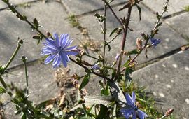 Wilde cichorei