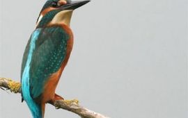 MH ijsvogelnieuw